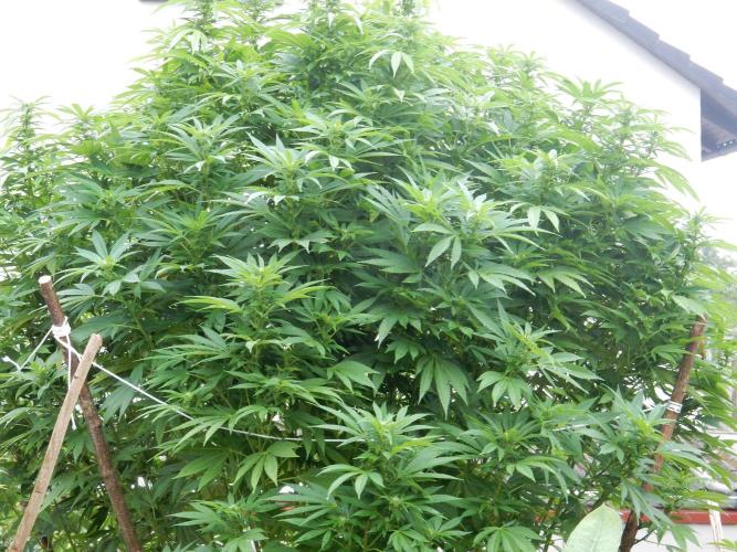 Blueberry - Outdoor 26. Week 22