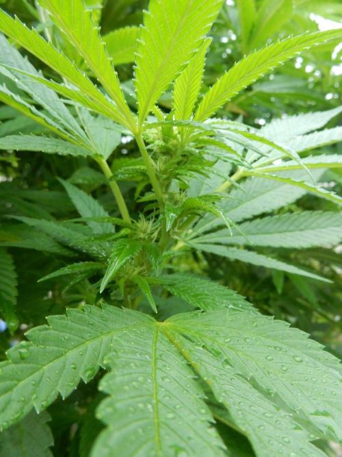 Blueberry - Outdoor 26. Week 22