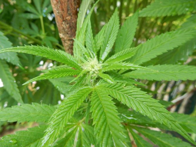 Blueberry - Outdoor 26. Week 22