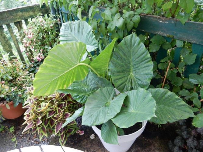 Blueberry - Outdoor 26. Week 22 - Elefantenohr - Alocasia 