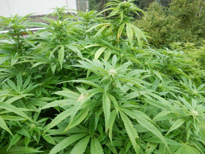 Blueberry - Outdoor 26. Week 22