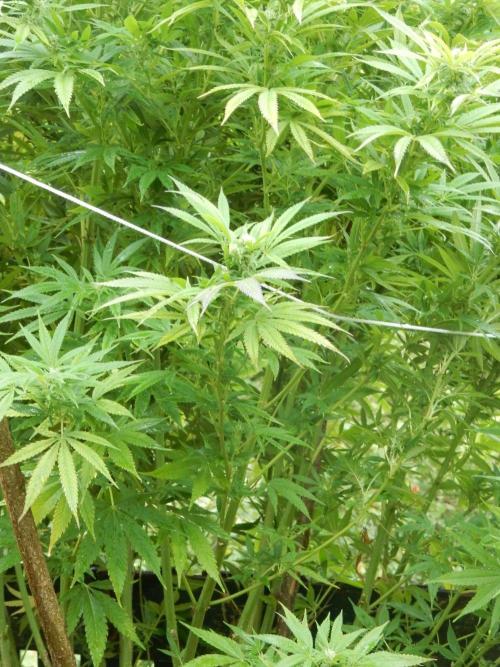 Fruit Bomb Punch Outdoor - 26. Week 22