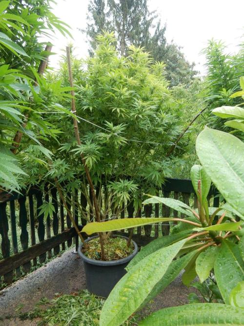 Fruit Bomb Punch Outdoor - 26. Week 22