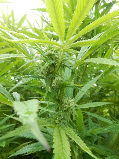 Fruit Bomb Punch Outdoor - 26. Week 22