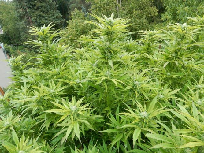 Fruit Bomb Punch Outdoor - 26. Week 22