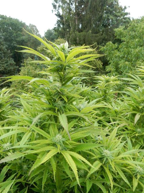 Fruit Bomb Punch Outdoor - 26. Week 22