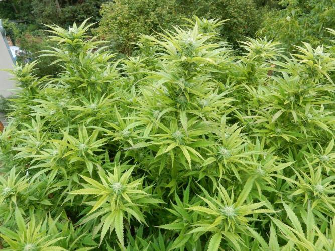Fruit Bomb Punch Outdoor - 26. Week 22