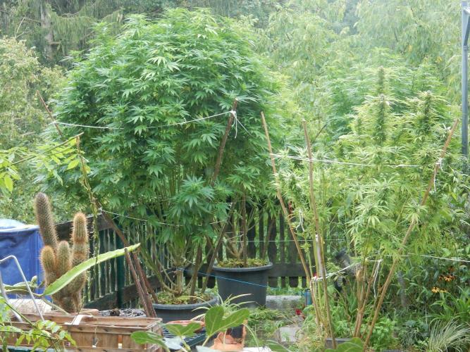 Blueberry - Outdoor 26. Week 22