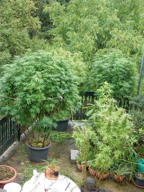 Blueberry - Outdoor 26. Week 22