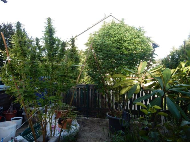 Blueberry - Outdoor 26. Week 23