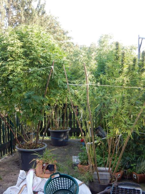 Blueberry - Outdoor 26. Week 23