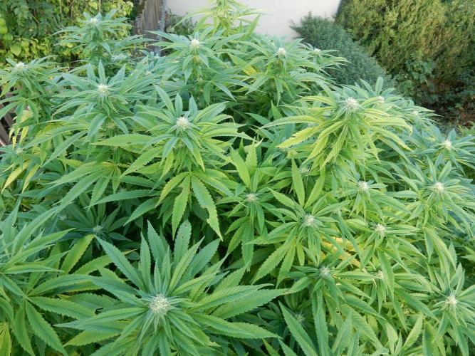 Blueberry - Outdoor 26. Week 23