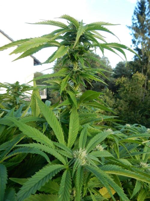 Blueberry - Outdoor 26. Week 23