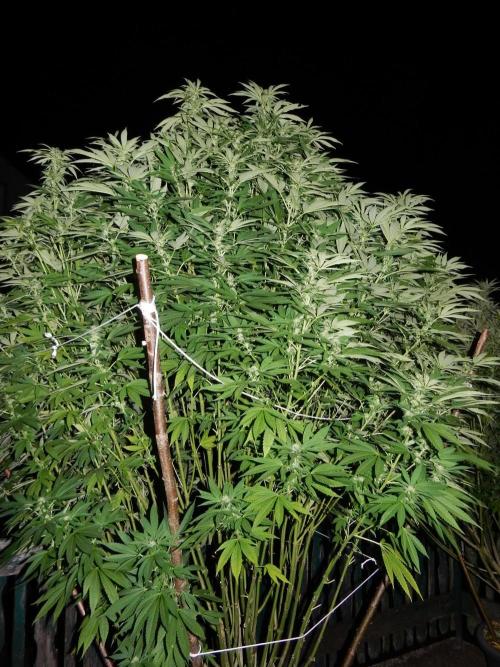 Blueberry - Outdoor 26. Week 23