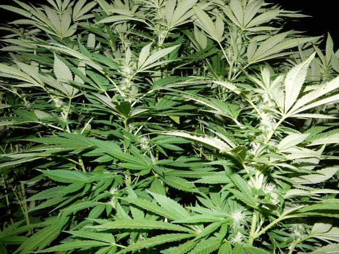 Blueberry - Outdoor 26. Week 23