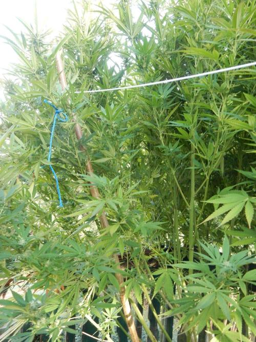 Fruit Bomb Punch Outdoor - 26. Week 23