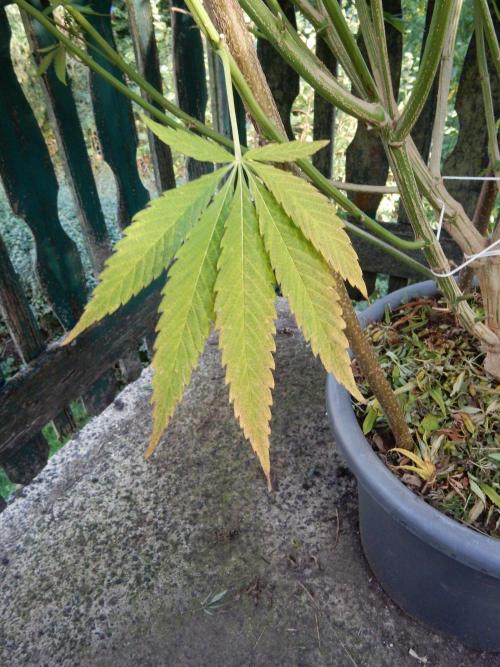Fruit Bomb Punch Outdoor - 26. Week 23