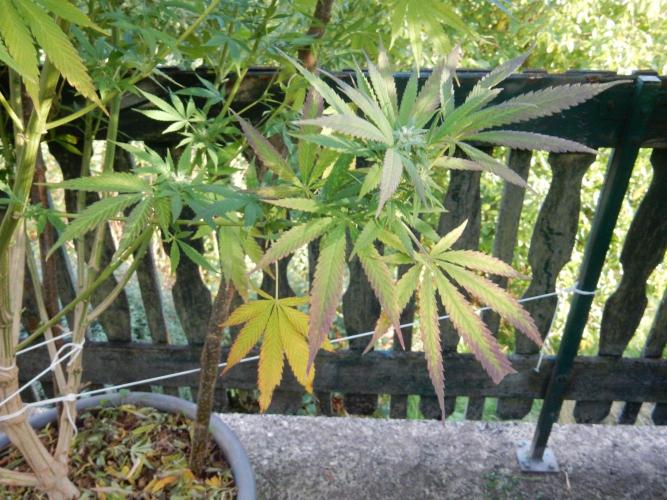 Fruit Bomb Punch Outdoor - 26. Week 23