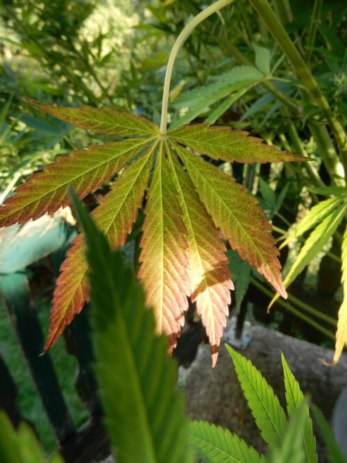 Fruit Bomb Punch Outdoor - 26. Week 23
