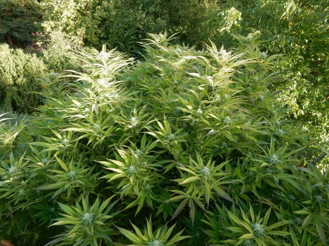 Fruit Bomb Punch Outdoor - 26. Week 23