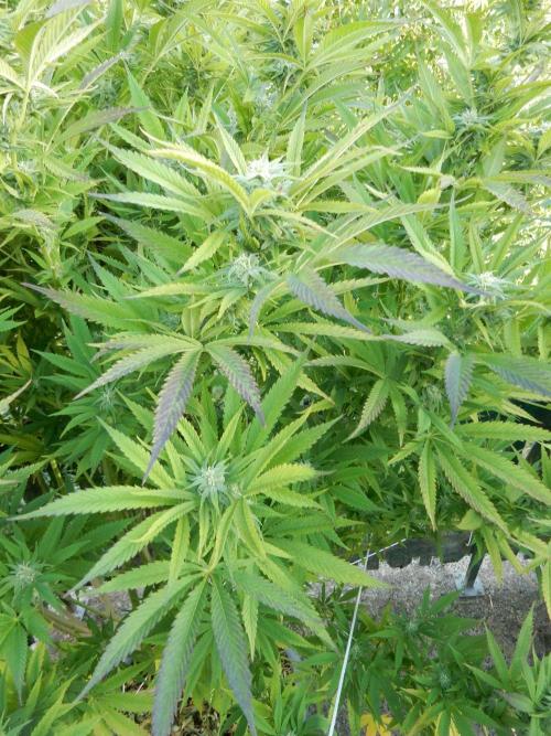 Fruit Bomb Punch Outdoor - 26. Week 23