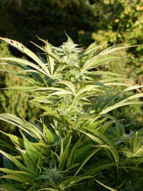 Fruit Bomb Punch Outdoor - 26. Week 23