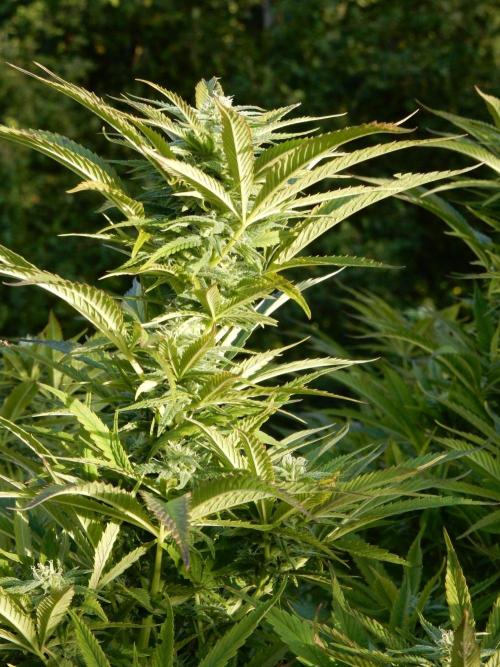 Fruit Bomb Punch Outdoor - 26. Week 23