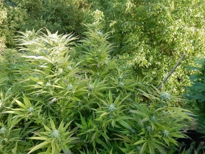 Fruit Bomb Punch Outdoor - 26. Week 23