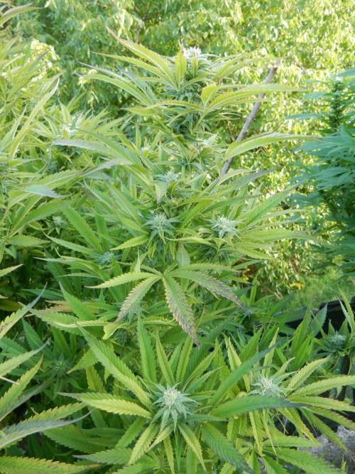 Fruit Bomb Punch Outdoor - 26. Week 23