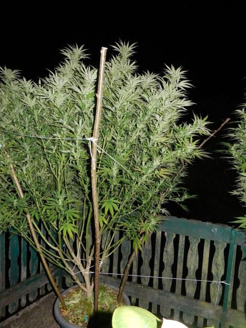 Fruit Bomb Punch Outdoor - 26. Week 23