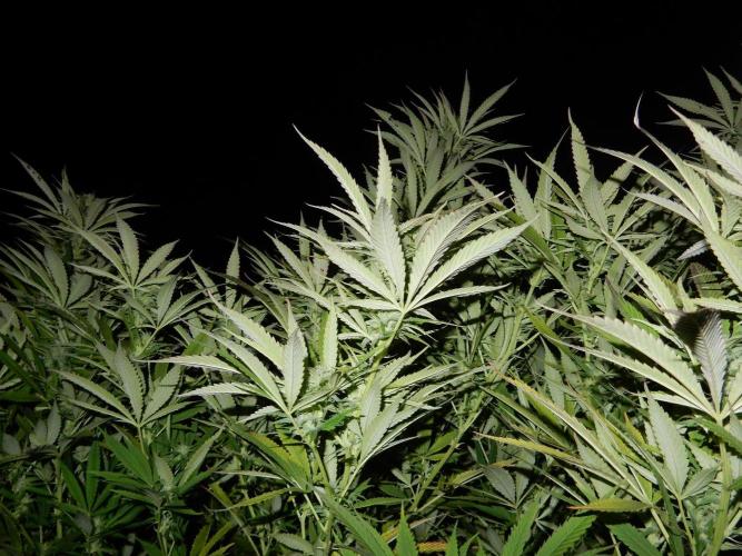 Fruit Bomb Punch Outdoor - 26. Week 23