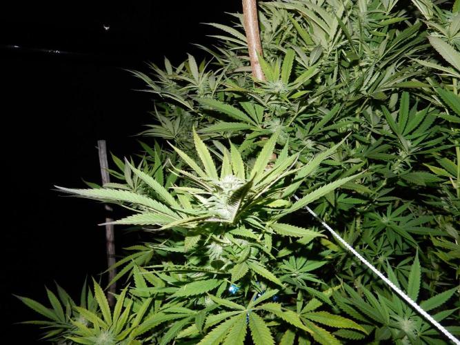 Fruit Bomb Punch Outdoor - 26. Week 23