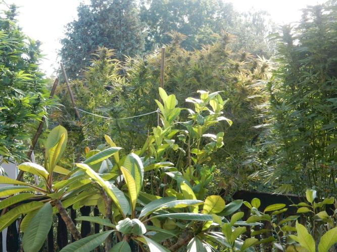 Fruit Bomb Punch Outdoor - 26. Week 24