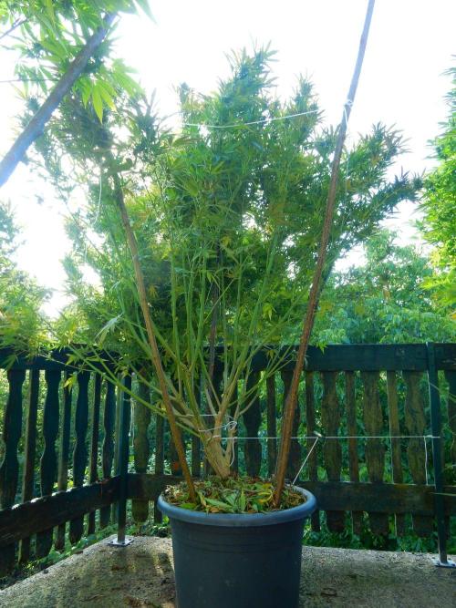 Fruit Bomb Punch Outdoor - 26. Week 24