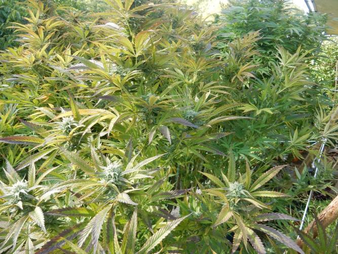 Fruit Bomb Punch Outdoor - 26. Week 24