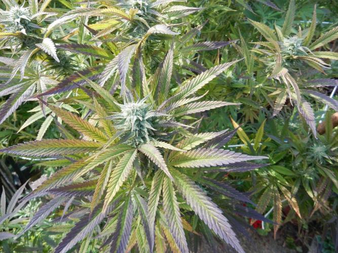 Fruit Bomb Punch Outdoor - 26. Week 24