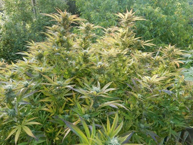 Fruit Bomb Punch Outdoor - 26. Week 24