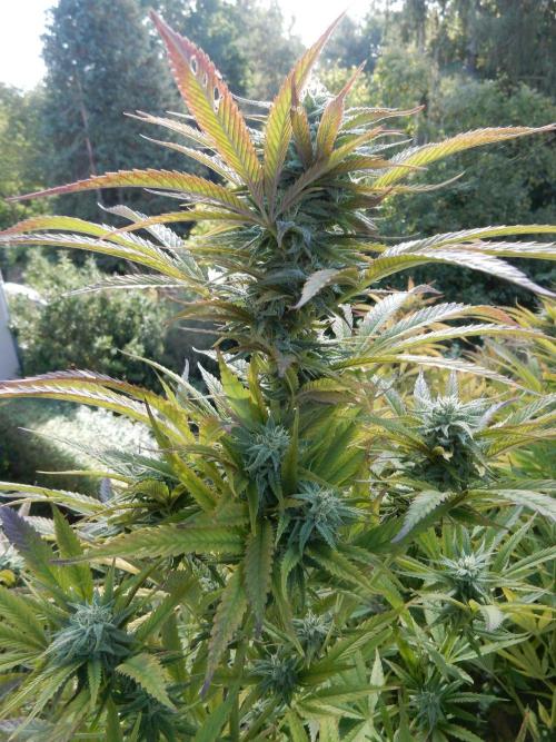 Fruit Bomb Punch Outdoor - 26. Week 24