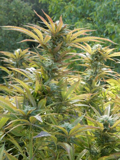 Fruit Bomb Punch Outdoor - 26. Week 24