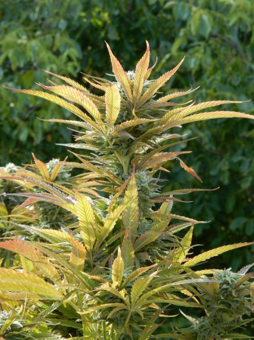 Fruit Bomb Punch Outdoor - 26. Week 24