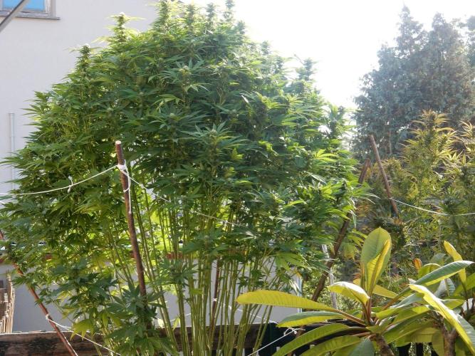 Blueberry - Outdoor 26. Week 24