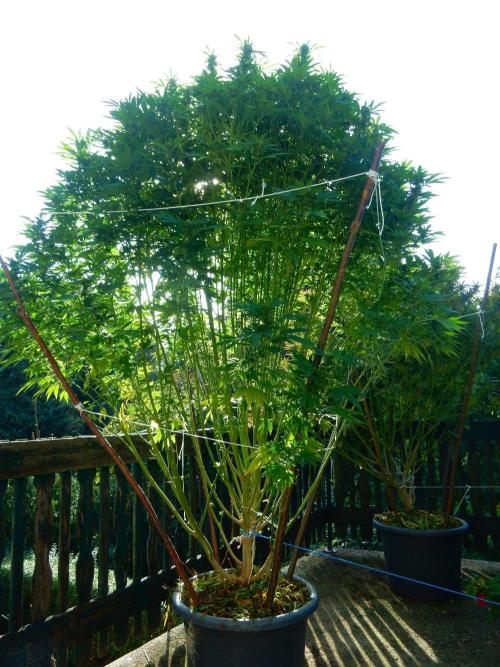 Blueberry - Outdoor 26. Week 24