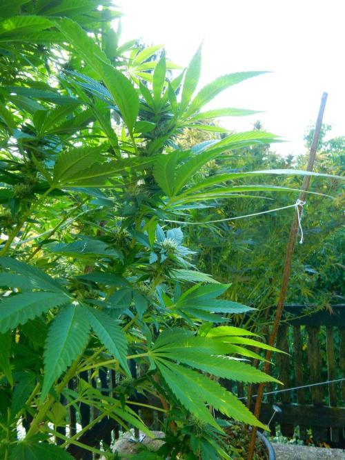 Blueberry - Outdoor 26. Week 24