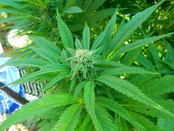 Blueberry - Outdoor 26. Week 24