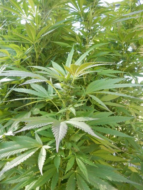 Blueberry - Outdoor 26. Week 24