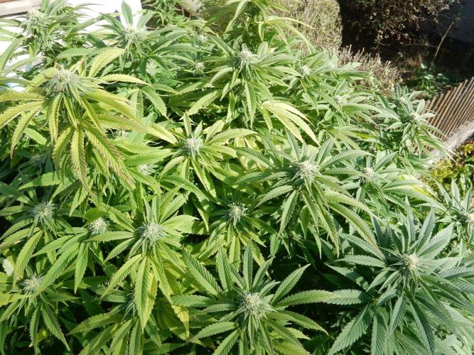 Blueberry - Outdoor 26. Week 24