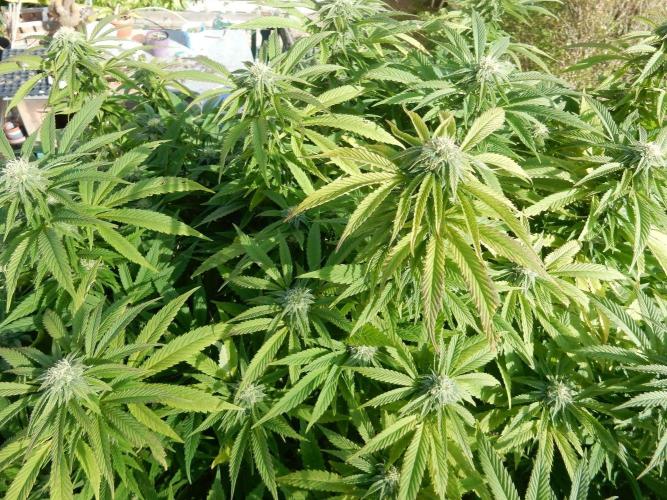 Blueberry - Outdoor 26. Week 24