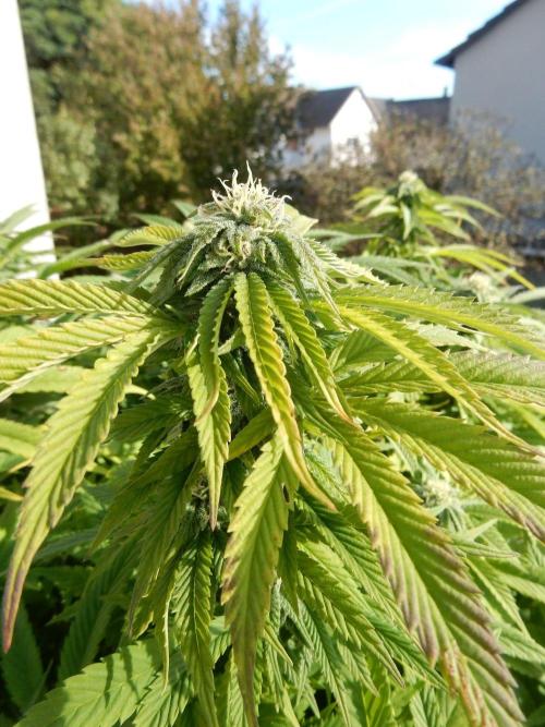 Blueberry - Outdoor 26. Week 24