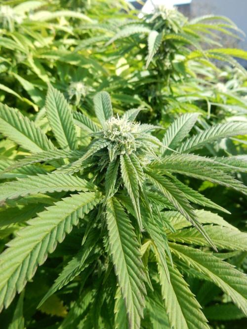 Blueberry - Outdoor 26. Week 24