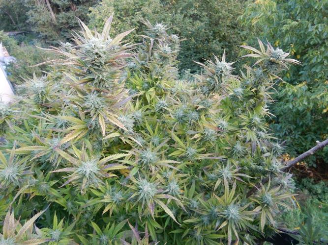 Fruit Bomb Punch Outdoor - 26. Week 25